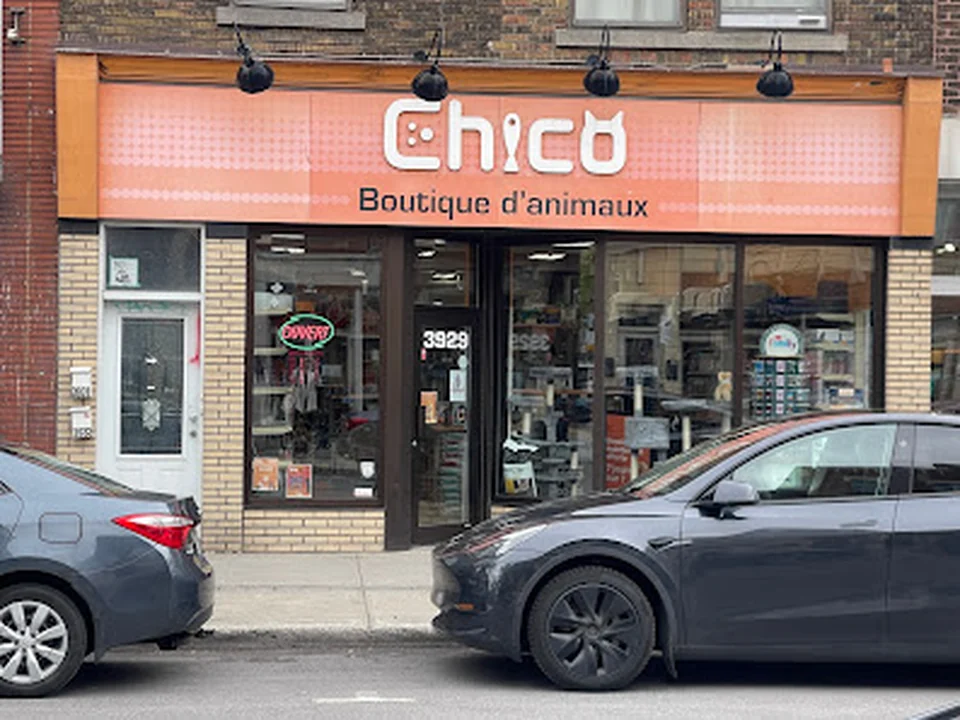 Chico - Boutique d'animaux