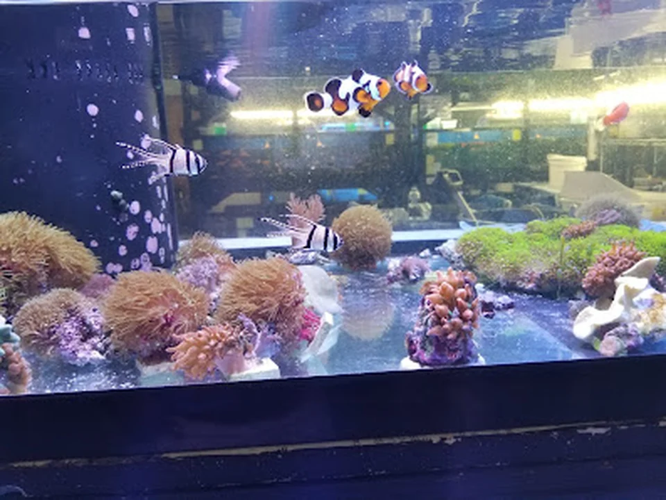 Planete Mer, Montréal