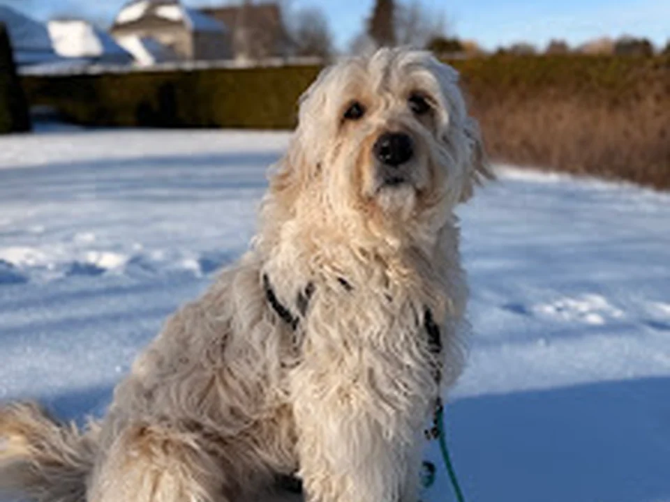 La promeneuse de chiens, Montréal
