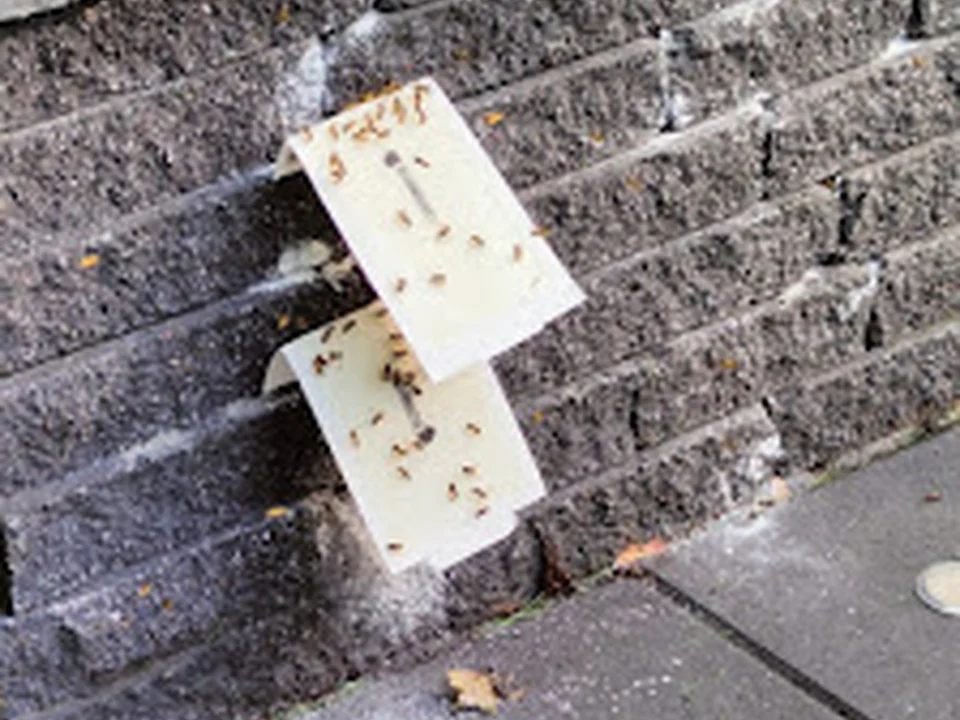 My Pest Exterminator | Pest Control Services, Montréal