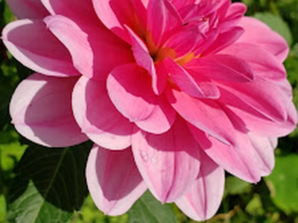 Jardin communautaire Versailles, Montréal