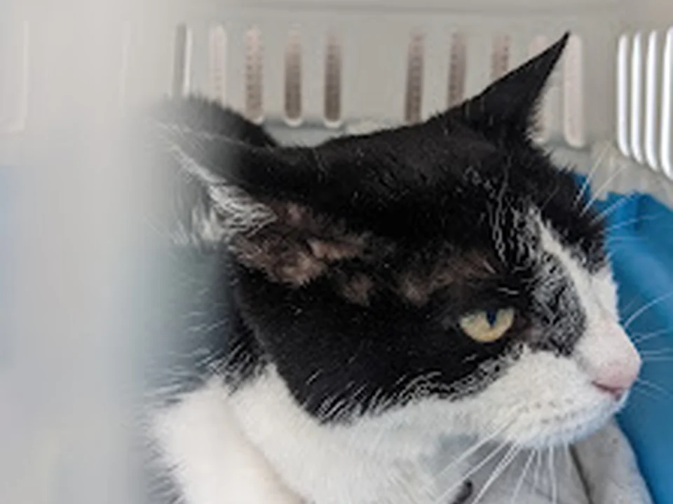 Chaton Santé Clinique Vétérinaire Pour Chats, Montréal