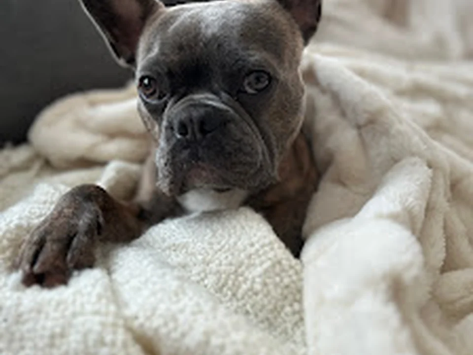 Super Canin, Montréal