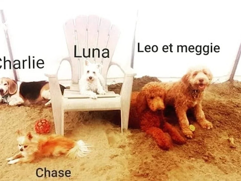 Garderie le Poil aux Pattes - Chiens & Chats, Montréal