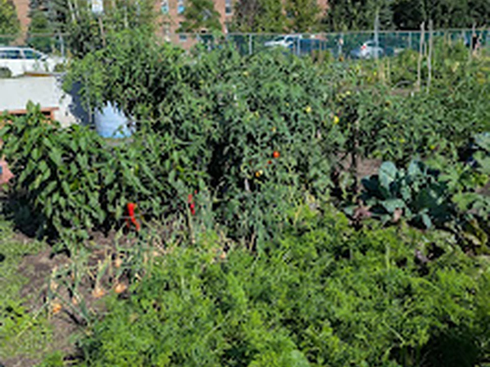 Jardin communautaire du parc Dupéré, Montréal