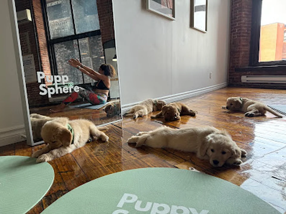 Puppy Sphere | Puppy Yoga (Montreal)