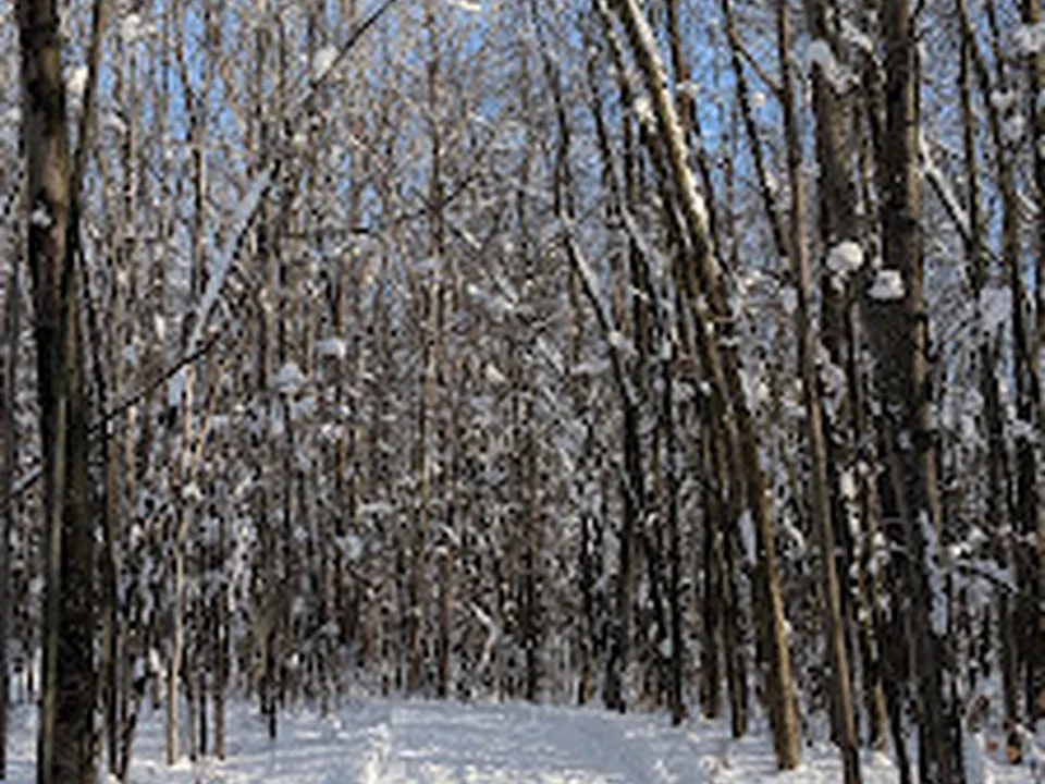 Bois de l'Équerre (CANOPÉE), Montréal