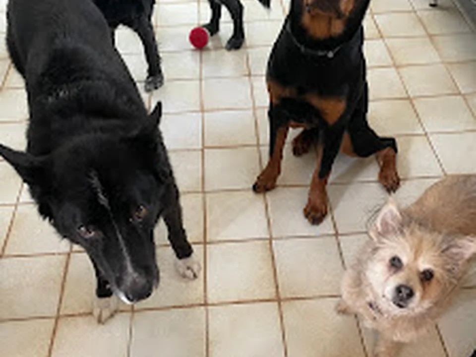 Animadou services pour chiens, Montréal