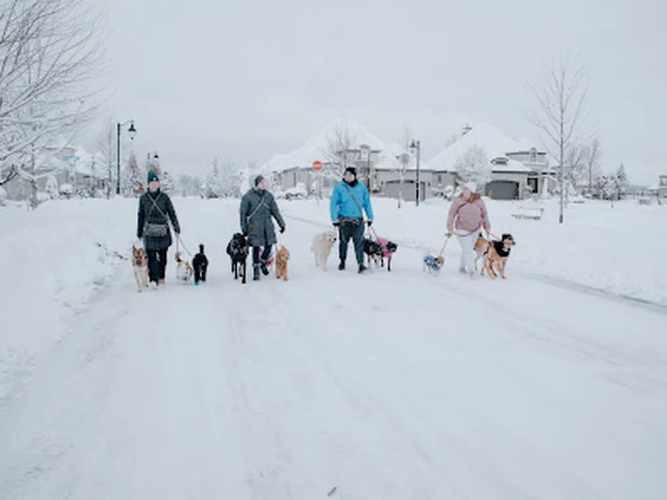Meg & Oly Services Canins, Montréal