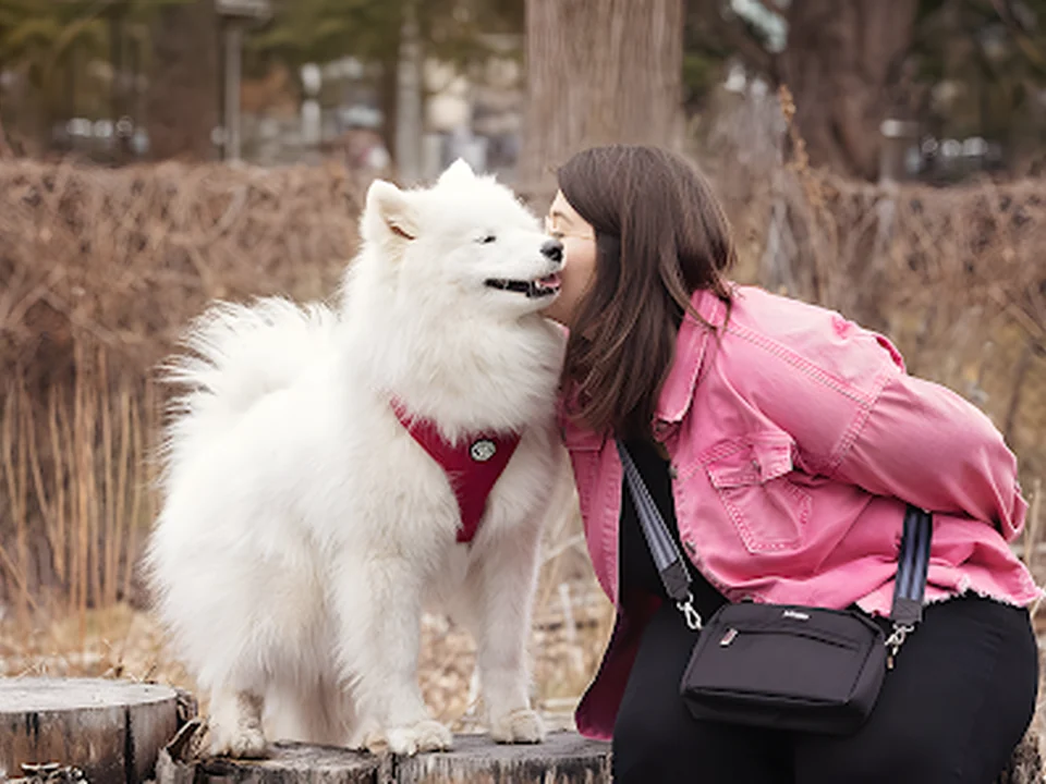 Belle Éducation Canine, Montréal