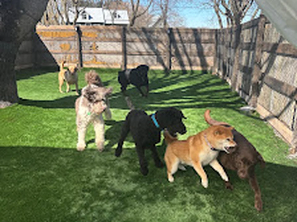 Paws n' Passion Inc., Montréal