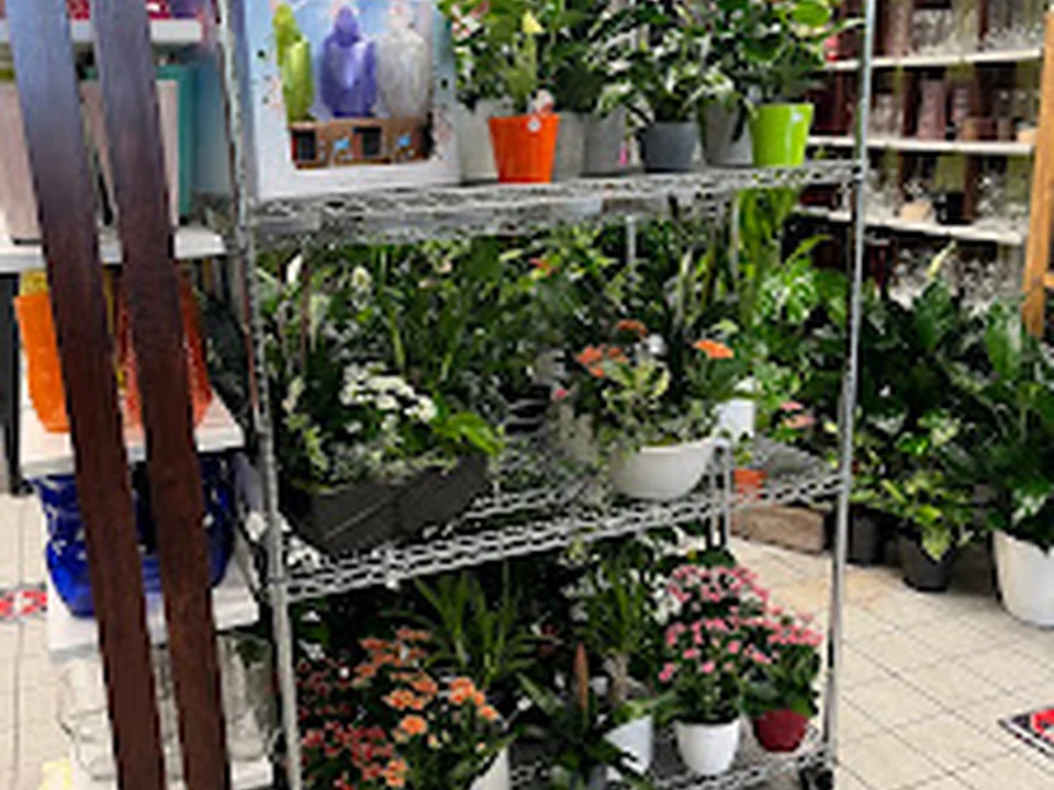 Fleuriste fleursOmax, Montréal