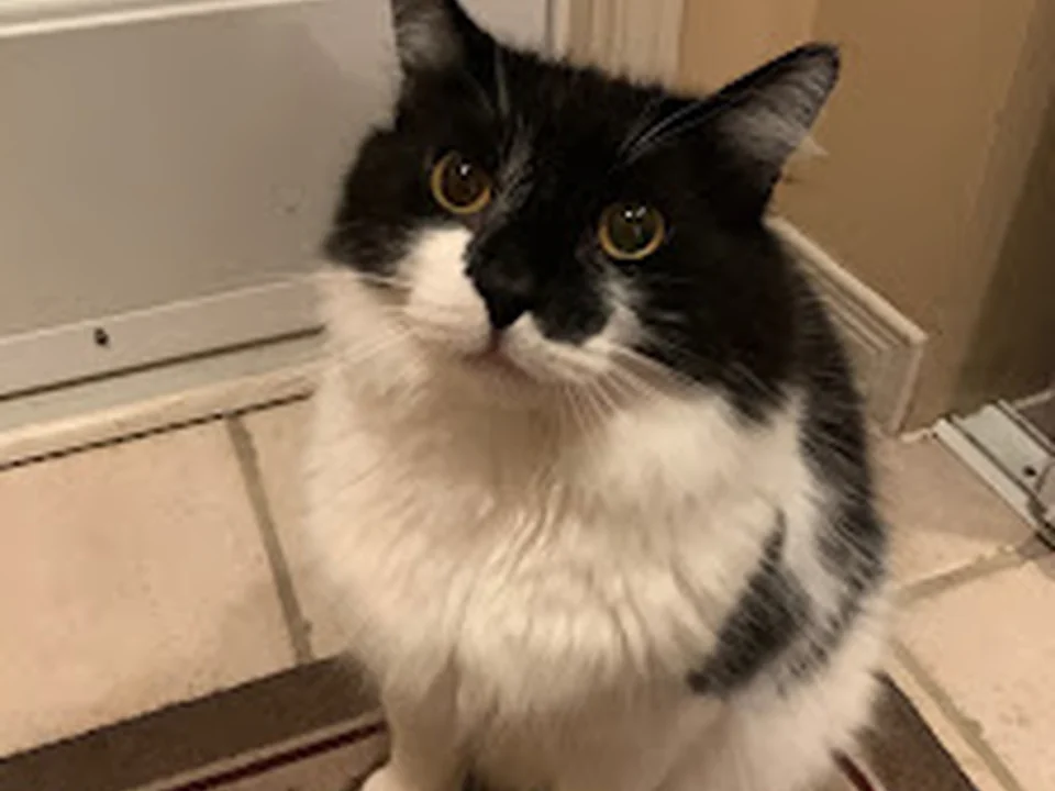 SPCA Ouest, Montréal