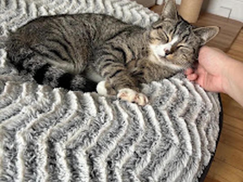 SPCA Roussillon, Montréal