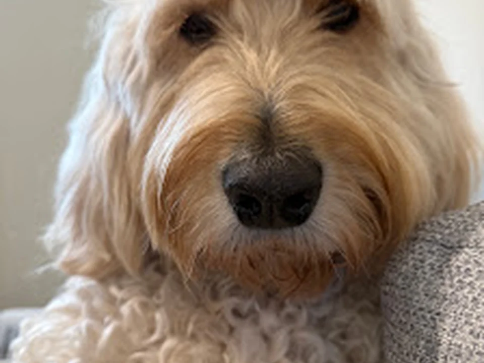 Cage-Free Dog Grooming in Old Montréal - Maison Fluff