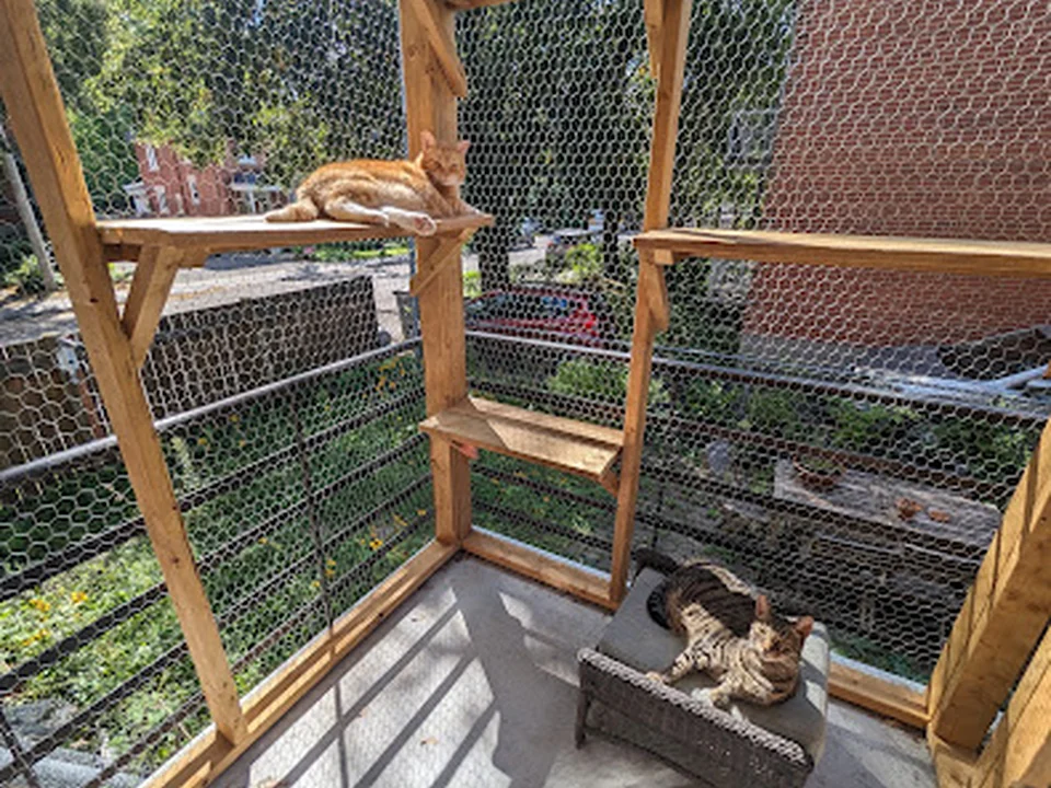 Allo Ronrons, gardiennage de chats à Montréal