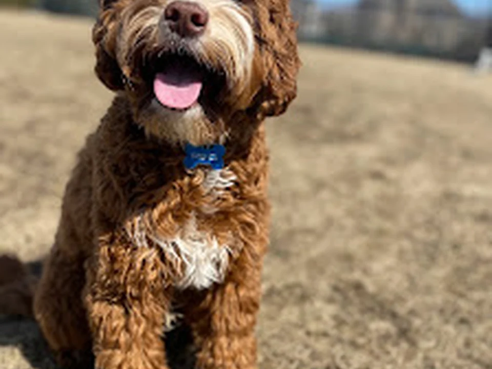 Le Club Canin, Montréal