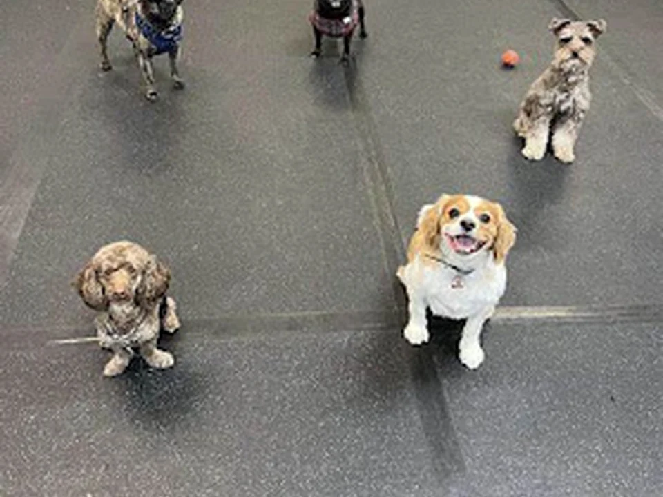 Centre Canin Les Pattes Bleues, Montréal